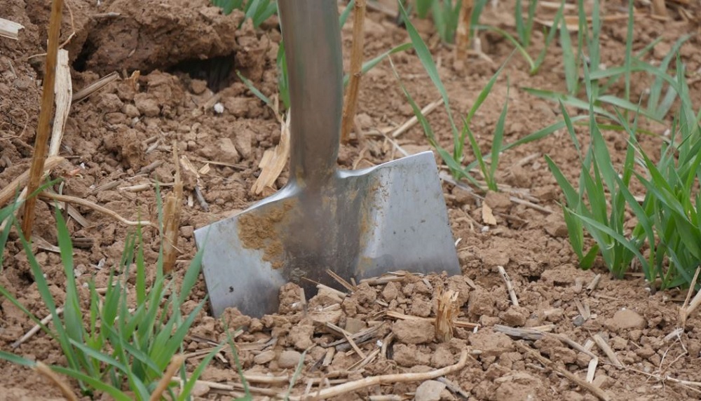 A cereal field with a spade stuck in the ground 